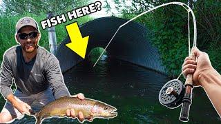 Fishing HIDDEN Creeks in MONTANA!!! (Plus MOOSE, CHICKENS, and an Angry Fisherman)