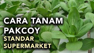 CARA TANAM PAKCOY HIDROPONIK - STANDAR SUPERMARKET