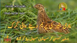 female quail sound,madi batair ki awaz,bater ki awaaz,batair ki awaz,quail bird sound 2025