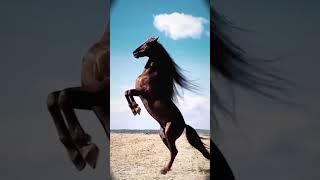 #otlar #horse #rek #respect #tiktok #instagram #layfhak #nocommentary