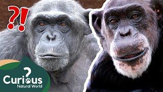 "The WORST Predator Pet You Could EVER Ask For" | Full Documentary | Curious?: Natural World