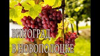 Виноград в Новополоцке, север Беларуси. Review of grapes in Belarus. Greenhouse and open ground.