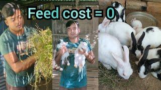 Rabbit farming in india // Rabbit farm house // Khargosh palan jankari