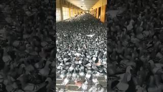 Biggest pigeon farm