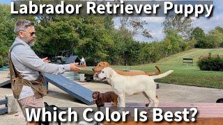 Labrador Retriever | Which Color Is Right For You?