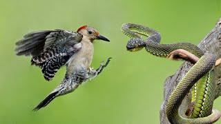 How Woodpecker Hunting Snake In Tree's intestines