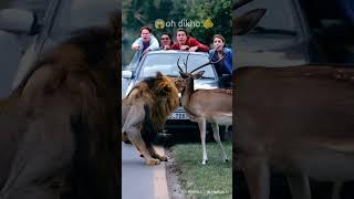 Lion vs deer fight #wildlife #animals #funny #animallover #shorts #lion