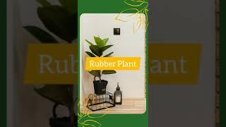 Top 10 plants all plant parents should have | Top plant varieties you should add to your collection