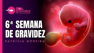 6 SEMANAS DE GRAVIDEZ - Gravidez Semana a Semana