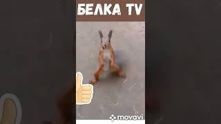 Белка TV