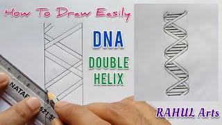 How to draw DNA double helix structure