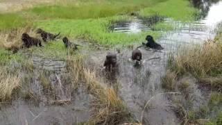 Portuguese water dog pups - first swim