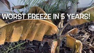 Growing Avocado Trees in Freezing weather | Northern California winter update