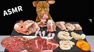 BEST ASMR MUKBANG PITBULL EATING RAW FOODS