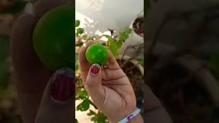 Fresh Lemon harvesting fresh nimbu tode maine Apne terrace garden se #viralshort #viralvideo #lemon