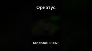 Орнатус белоплавничный и чёрный фантом