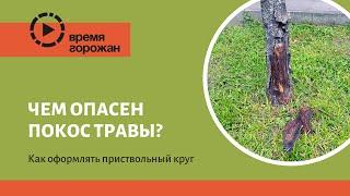 Покос травы вокруг дерева. Как правильно оформлять приствольное пространство