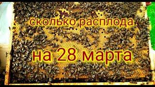 Сколько же расплода в средней по силе семье на конец марта?