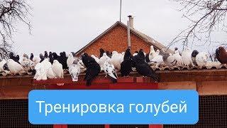 Guests arrived raised pigeons.