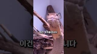 독 없는 뱀도 무서운 이유?