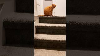 Stairway to Feline