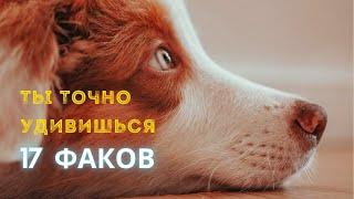 интересные факты о собаках