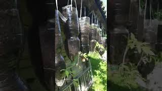 shorts#shorts#two weeks later#Tomatoes #How grow up side down#