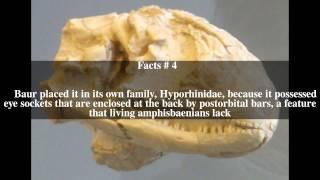 Hyporhina Top # 5 Facts