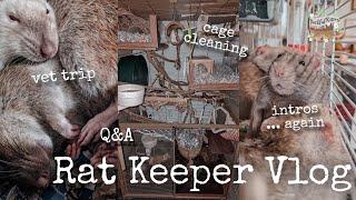 Toast has post surgical complications and intros are finally working out... | Rat Keeper Vlog 