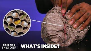 What's Inside A Wasp's Nest | What's Inside?