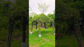 Very creative Ideas #plants #creative #ideas #flowers #garden