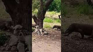 Komodo angry each other