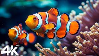 Under Red Sea 4K - Beautiful Coral Reef Fish in Aquarium, Sea Animals for Relaxation - 4K Video