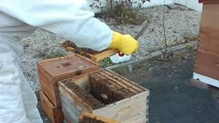 Fall Mite Load Checks and Treatments | September 21, 2020 | Hiveworld Meet The Beekeeper |