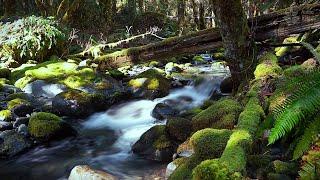 Magical Forest Stream Sounds | 10 Hours of Relaxing White Noise for Sleep