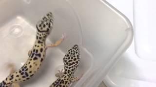 Leopard gecko update