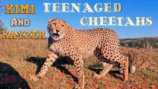 Abi & Her Cheetah Cubs Kimi & Kayzer As Teenagers | Meet Gabriel Eats Zebra Tail Vet Visit Play Yell