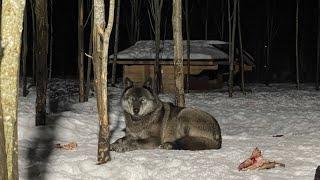 Самый Гордый Волк в МИРЕ, КАНАДСКИЙ ВОЛК АКЕЛА. Куда пропал ВОЛЭНД ЛОРД ⁉️