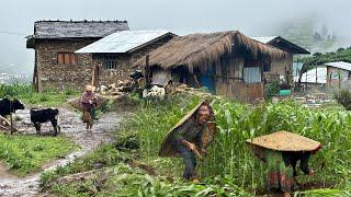 Naturally Peaceful And Beautiful Mountain  Life in Rainy Season || TheVillageNepal