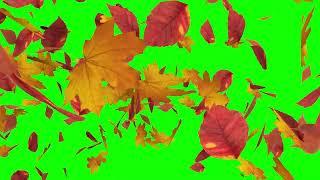 Green screen leaves flying effect Free download Autumn moving background