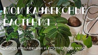 Мои каудексные растения и уход за ними.