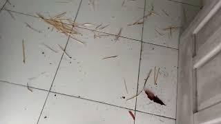 Viral Video ABG Mesum Di Kos Kosan