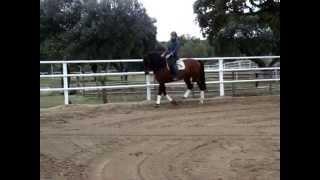 Huron 6yo PRE stallion