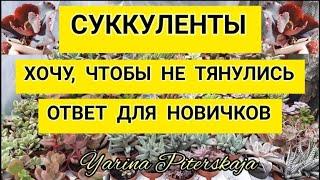 Суккулентны. Хочу, чтоб не тянулись. Ответ для новичков.