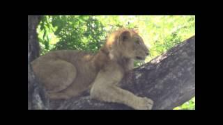 Tree-Climbing Lions at Crocodile Bridge, Kruger National Park