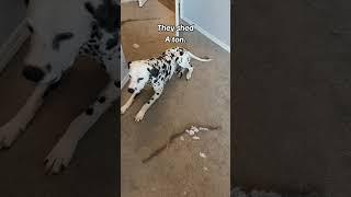 Did you know these three things about Dalmatians?!