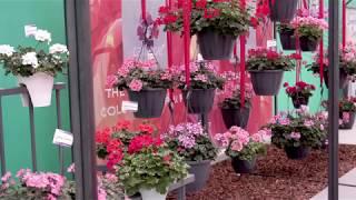 Colour your life with Calliope geraniums | Syngenta Flowers