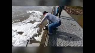 Fishing portland sturgeon epic trip