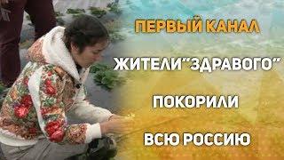 Первый канал о поселение "Здравое". Семья Шешеных променяла Петербург на жизнь за городом