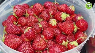 Strawberries for the winter: without freezing, without cooking and sterilization. LIVE jam!